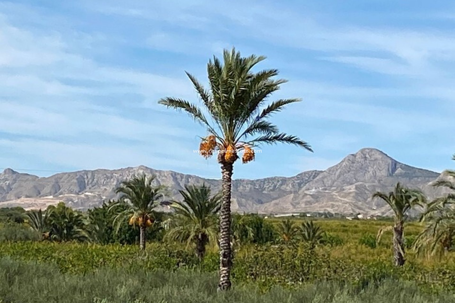 Återförsäljning - Finca / Hus på landet -
Albatera - Inland