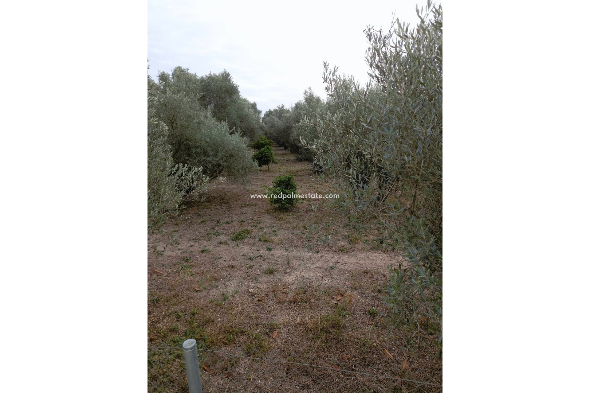 Återförsäljning - Finca / Hus på landet -
Dolores