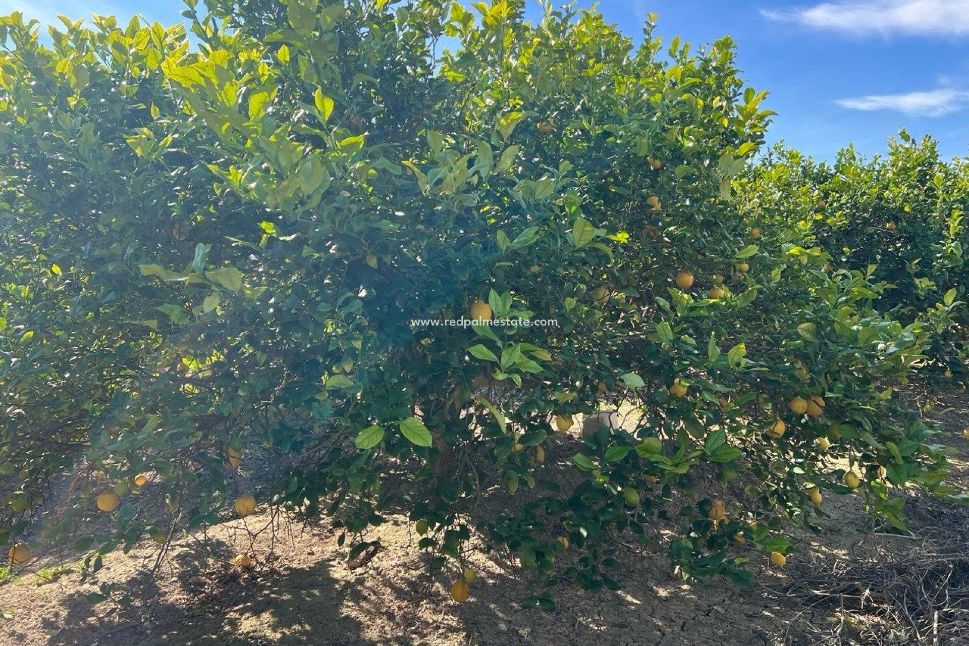 Återförsäljning - Finca / Hus på landet -
Montesinos - Comunidad Valenciana