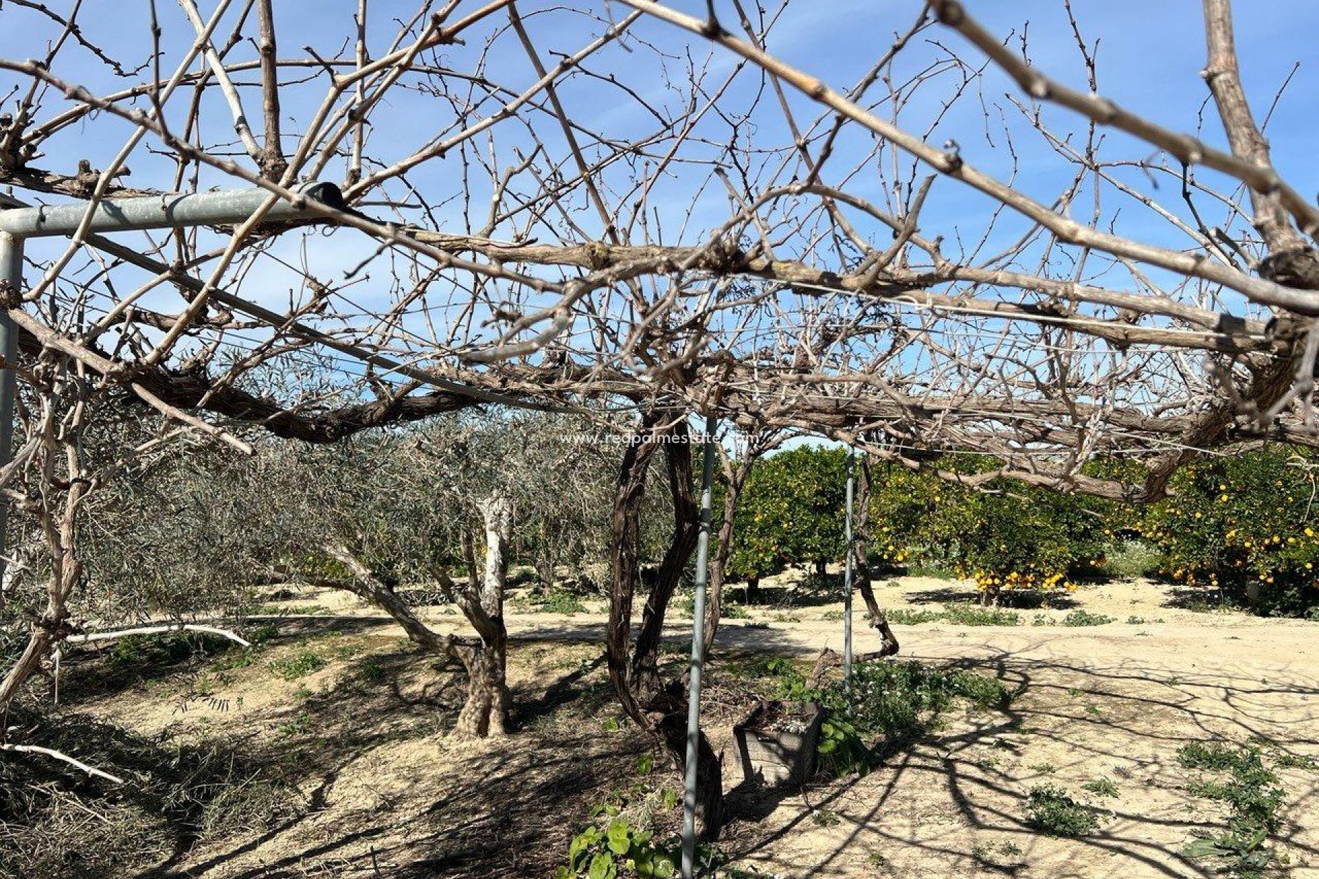 Återförsäljning - Finca / Hus på landet -
Montesinos - Los Montesinos
