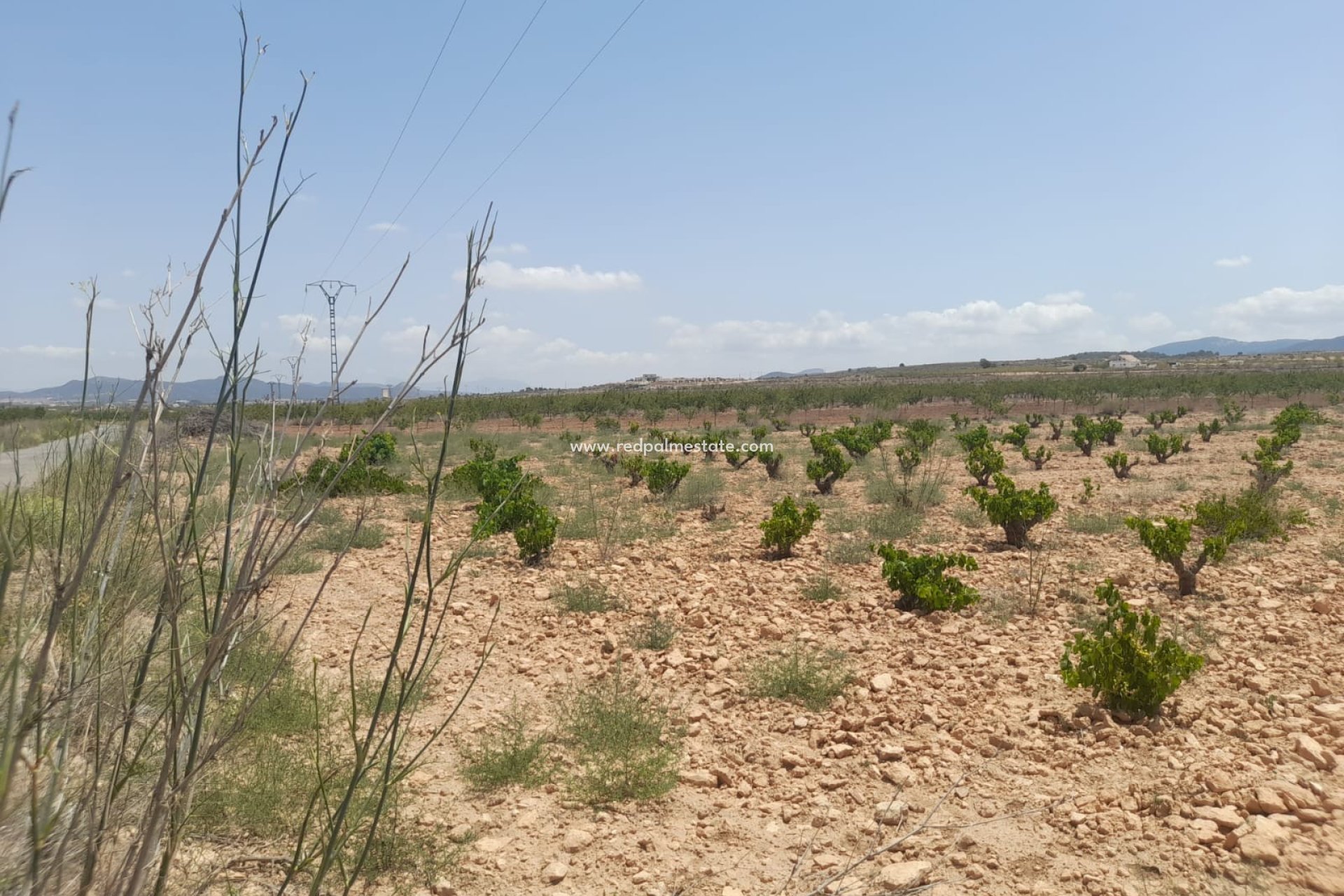 Återförsäljning - Komplott -
Pinoso - Inland