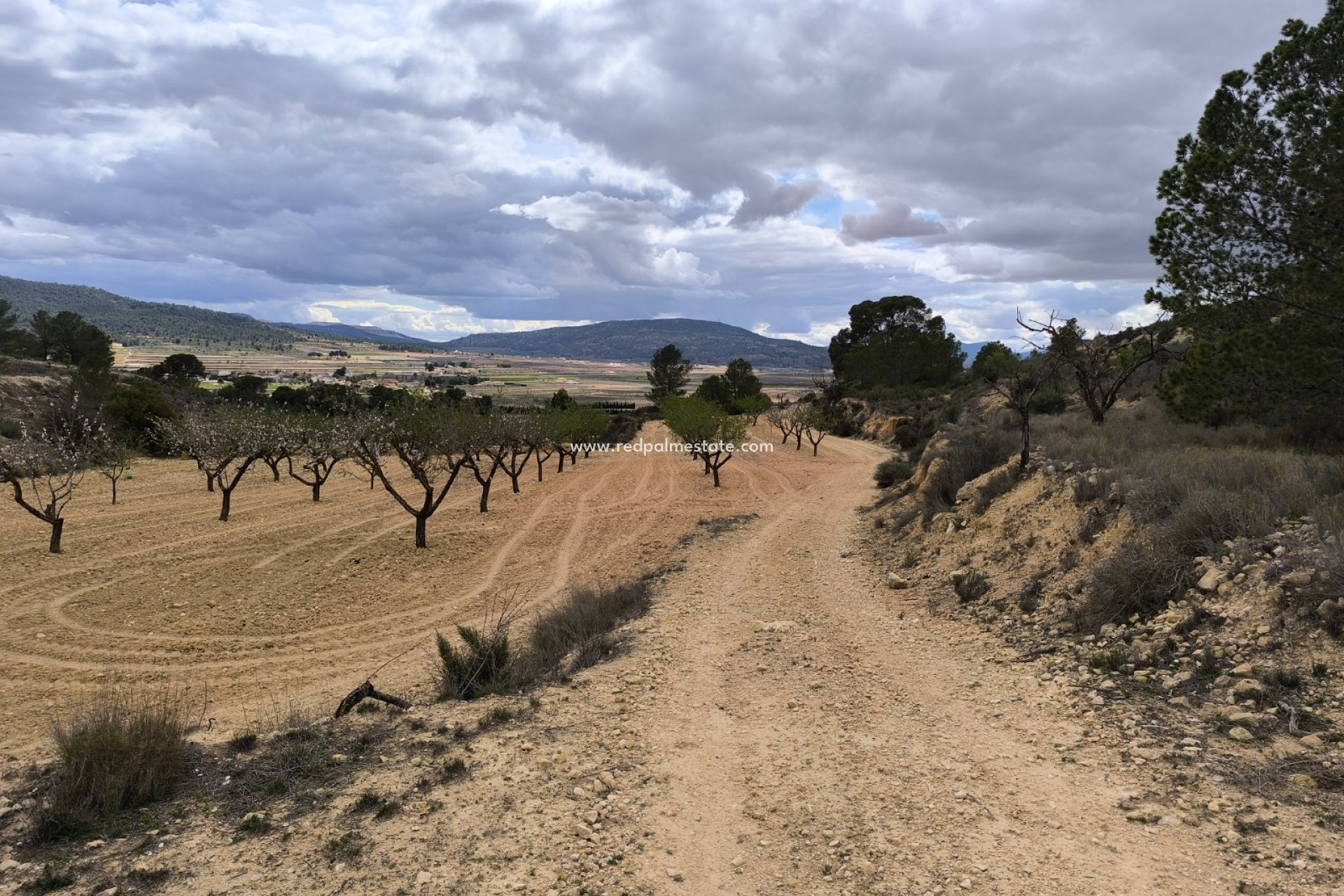 Återförsäljning - Komplott -
Pinoso - Inland