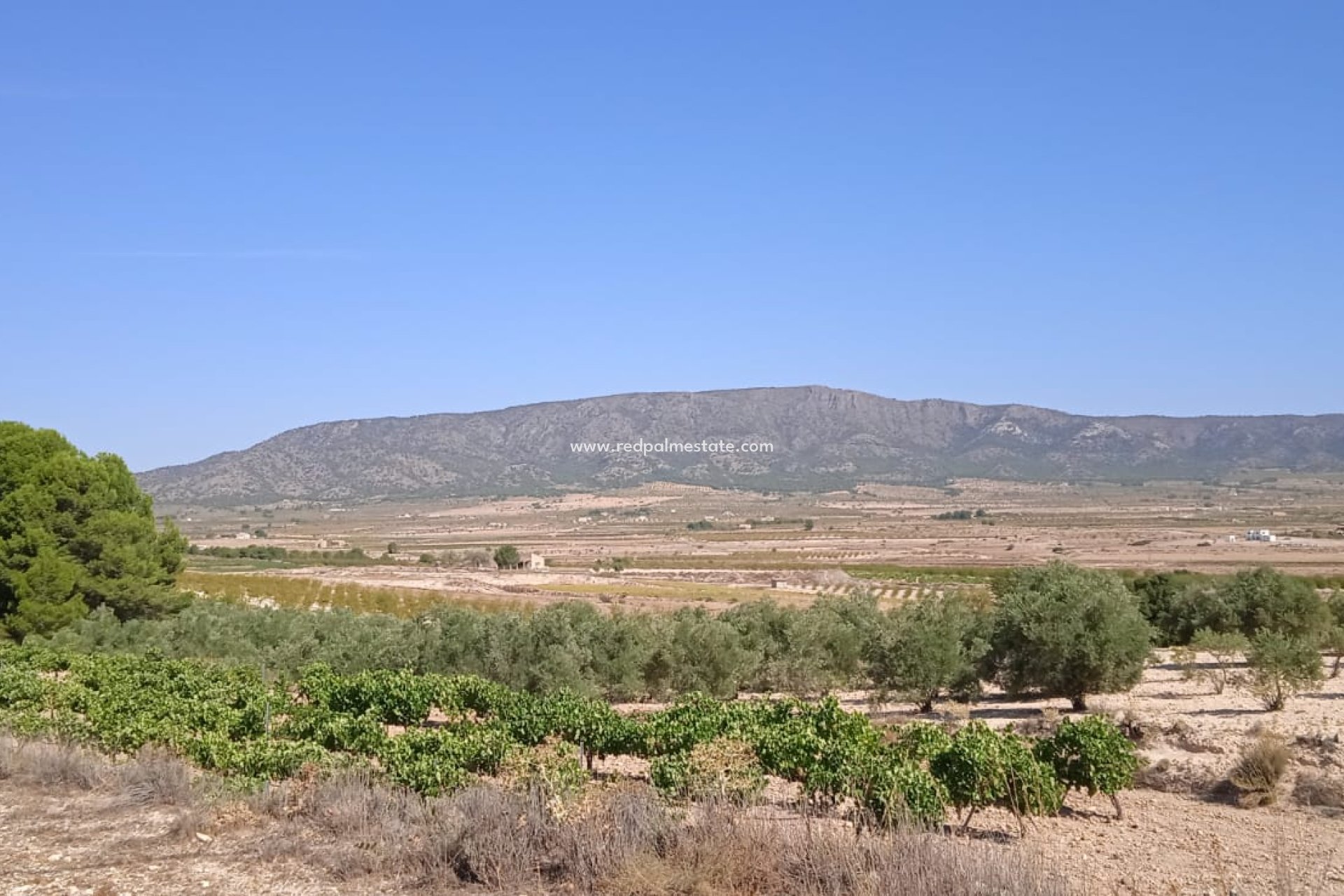 Återförsäljning - Komplott -
Pinoso - Inland