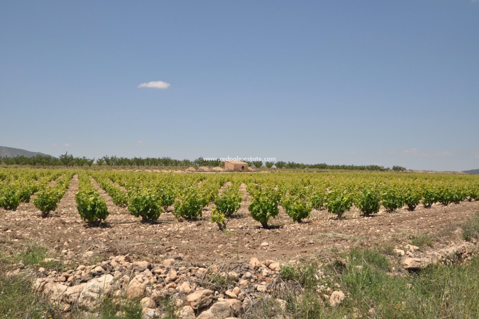 Återförsäljning - Komplott -
Pinoso - Inland