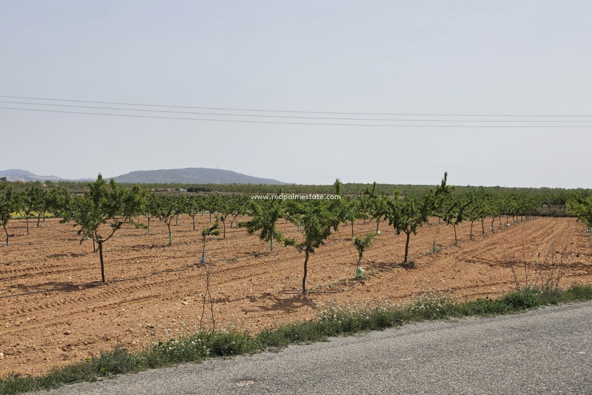 Återförsäljning - Komplott -
Pinoso - Inland