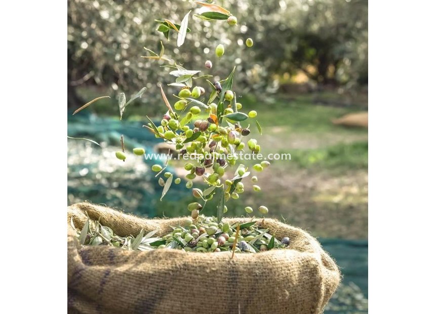 Återförsäljning - Komplott -
Puerto Lumbreras - Inland