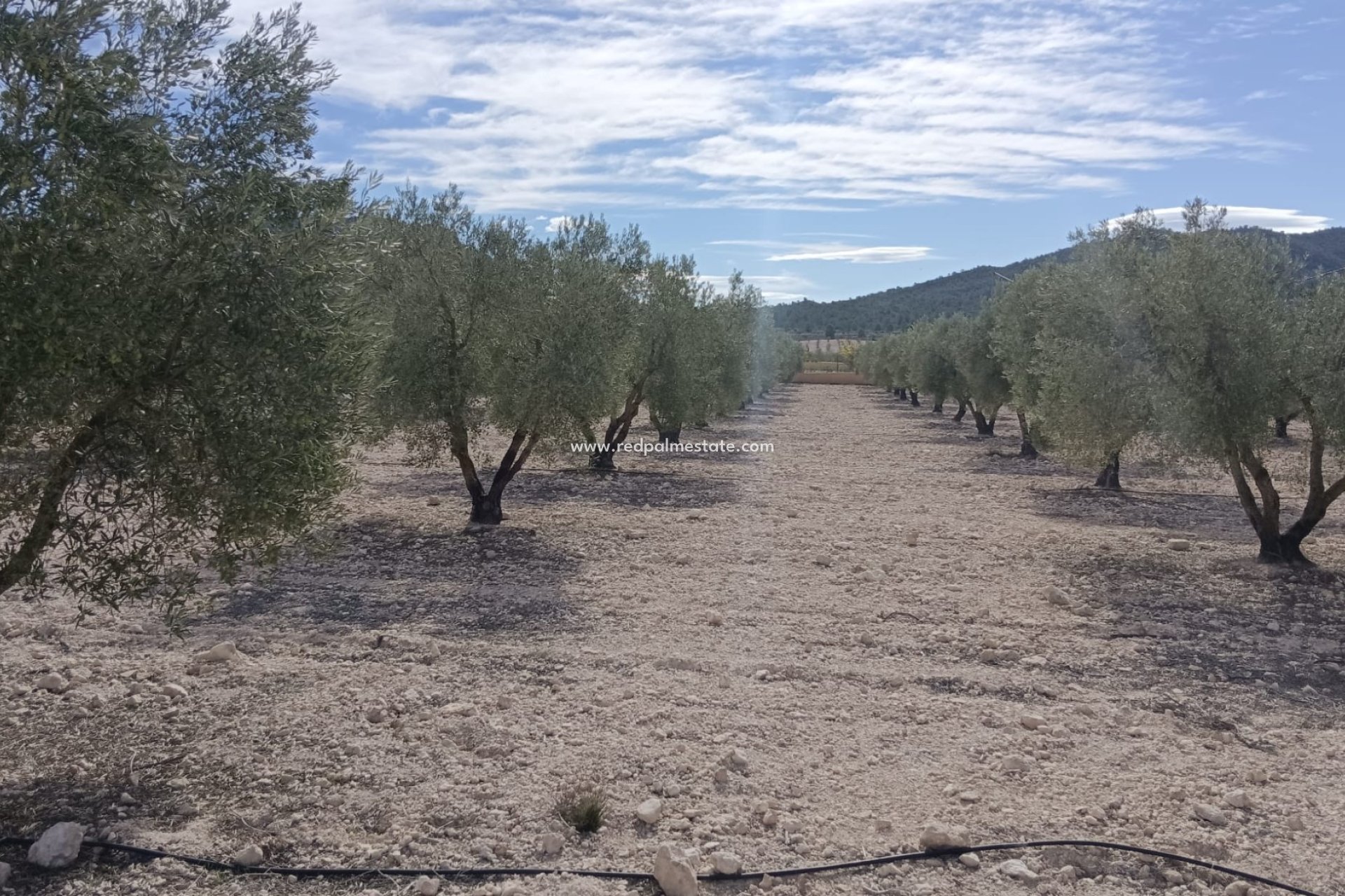Återförsäljning - Komplott -
Salinas - Inland