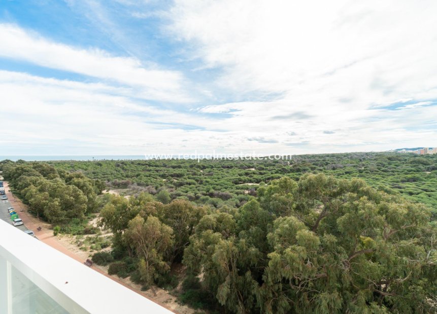 Återförsäljning - Lägenhet -
Guardamar del Segura - Guardamar