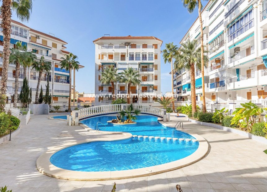 Återförsäljning - Lägenhet Penthouse -
Torrevieja - Los Europeos