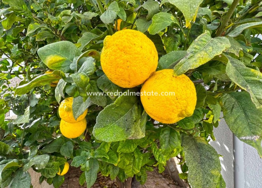 Återförsäljning - Radhus -
San Miguel de Salinas - Inland