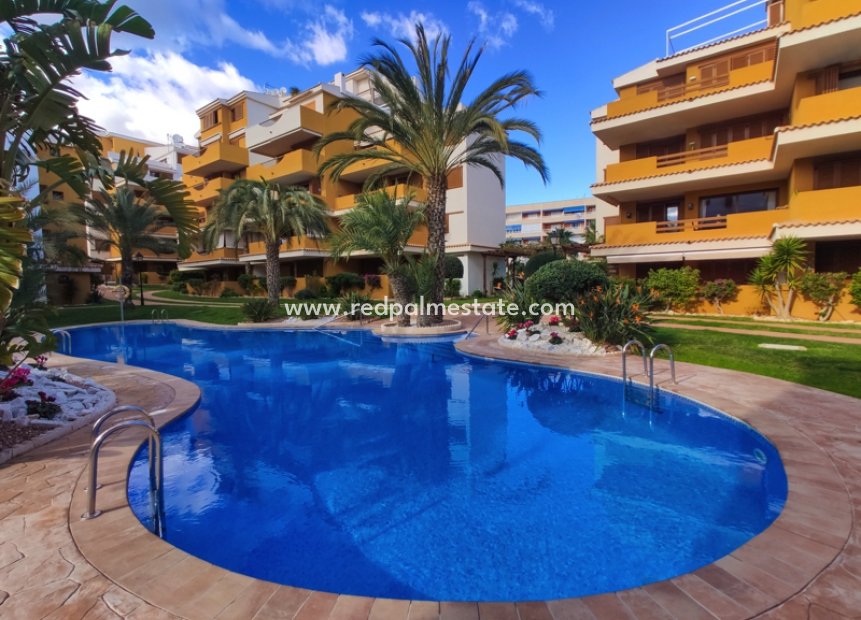 Korttidsleie - Leiligheter -
Torrevieja - La Entrada