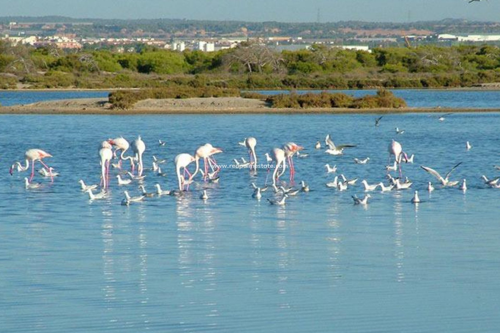 Nybygg - Villa -
San Pedro del Pinatar - Pueblo