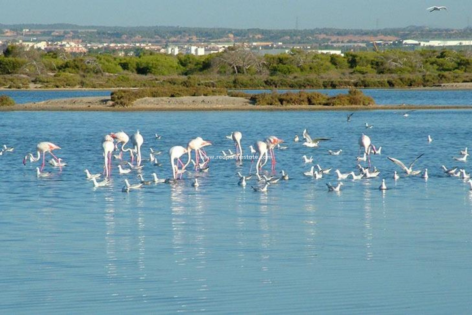 Nybyggnation - Fristående villa -
San Pedro del Pinatar - Pueblo