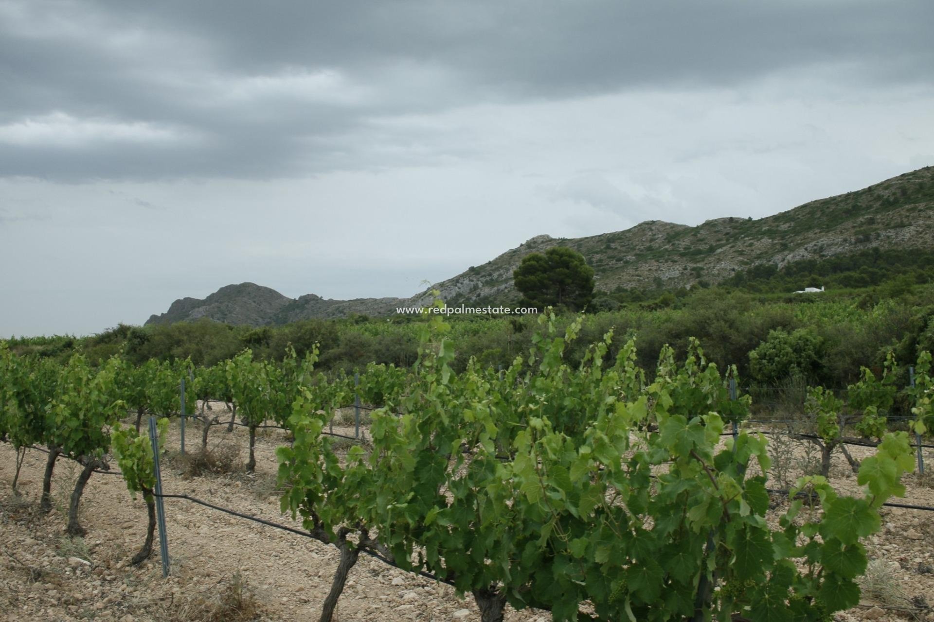 Nybyggnation - Villa -
Yecla