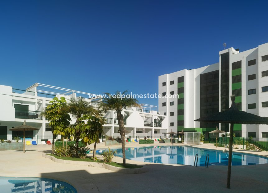 Obra nueva - Apartamento -
Torre de la Horadada - Mil Palmeras
