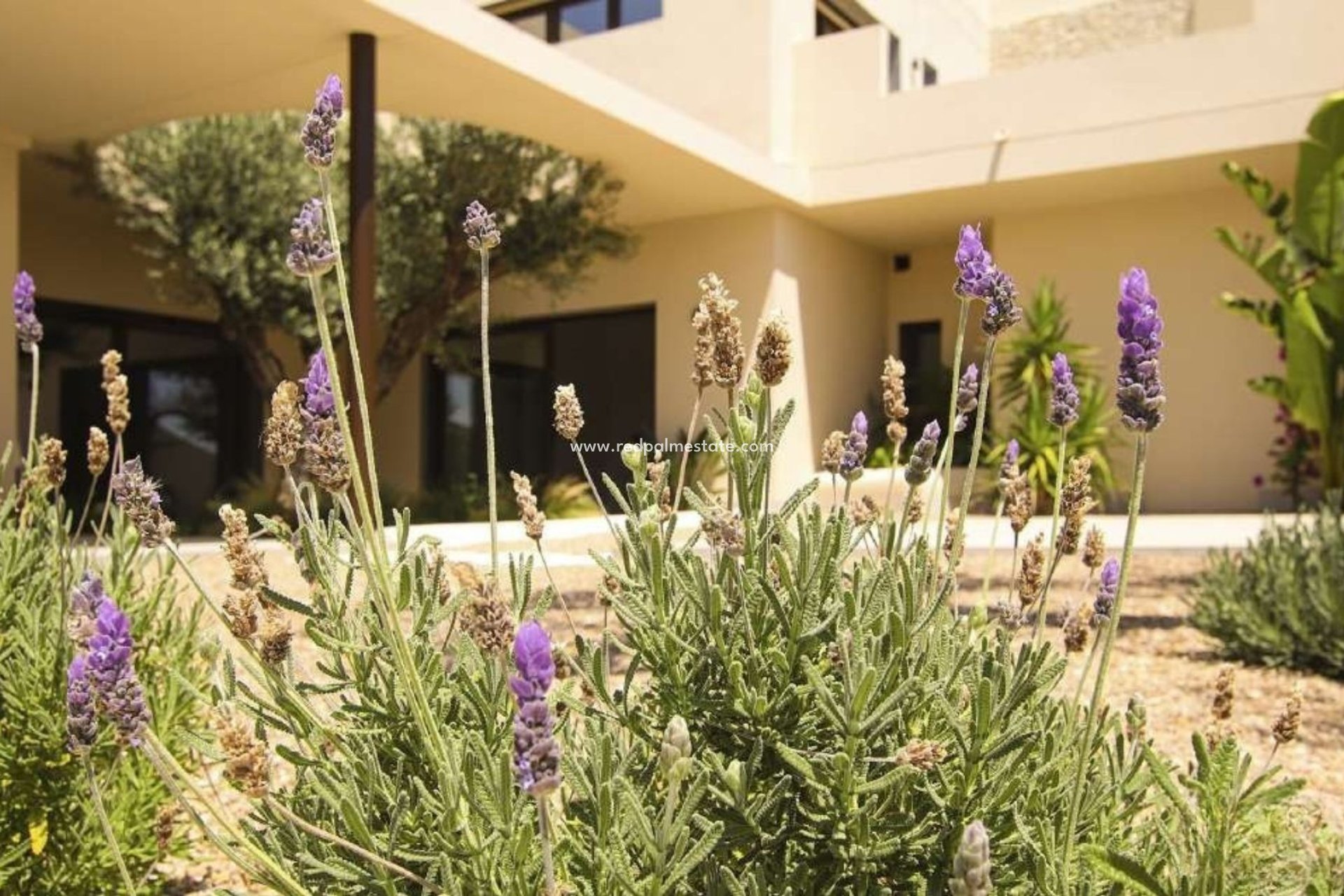 Obra nueva - Villa -
La Marina