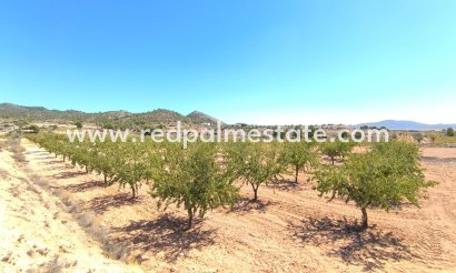 Parcelle - Revente - Monóvar/Monóver -
                Inland