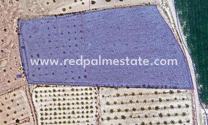 Parcelle - Revente - Pinoso -
                Inland