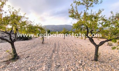 Parcelle - Revente - Pinoso - Inland