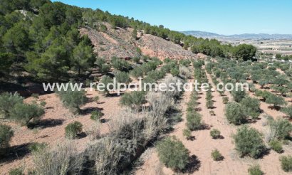 Parcelle - Revente - Pinoso - Inland