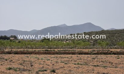 Parcelle - Revente - Pinoso -
                Inland