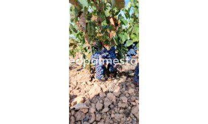 Plot - Resale - Pinoso - Inland