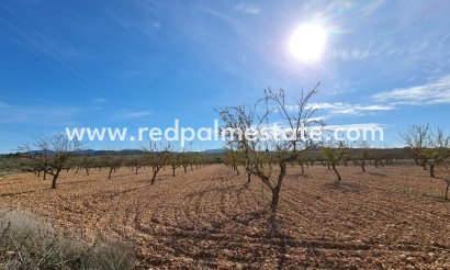Plot - Resale - Pinoso - Inland