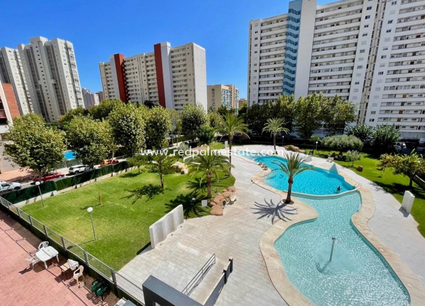 Resale - Apartment -
Benidorm