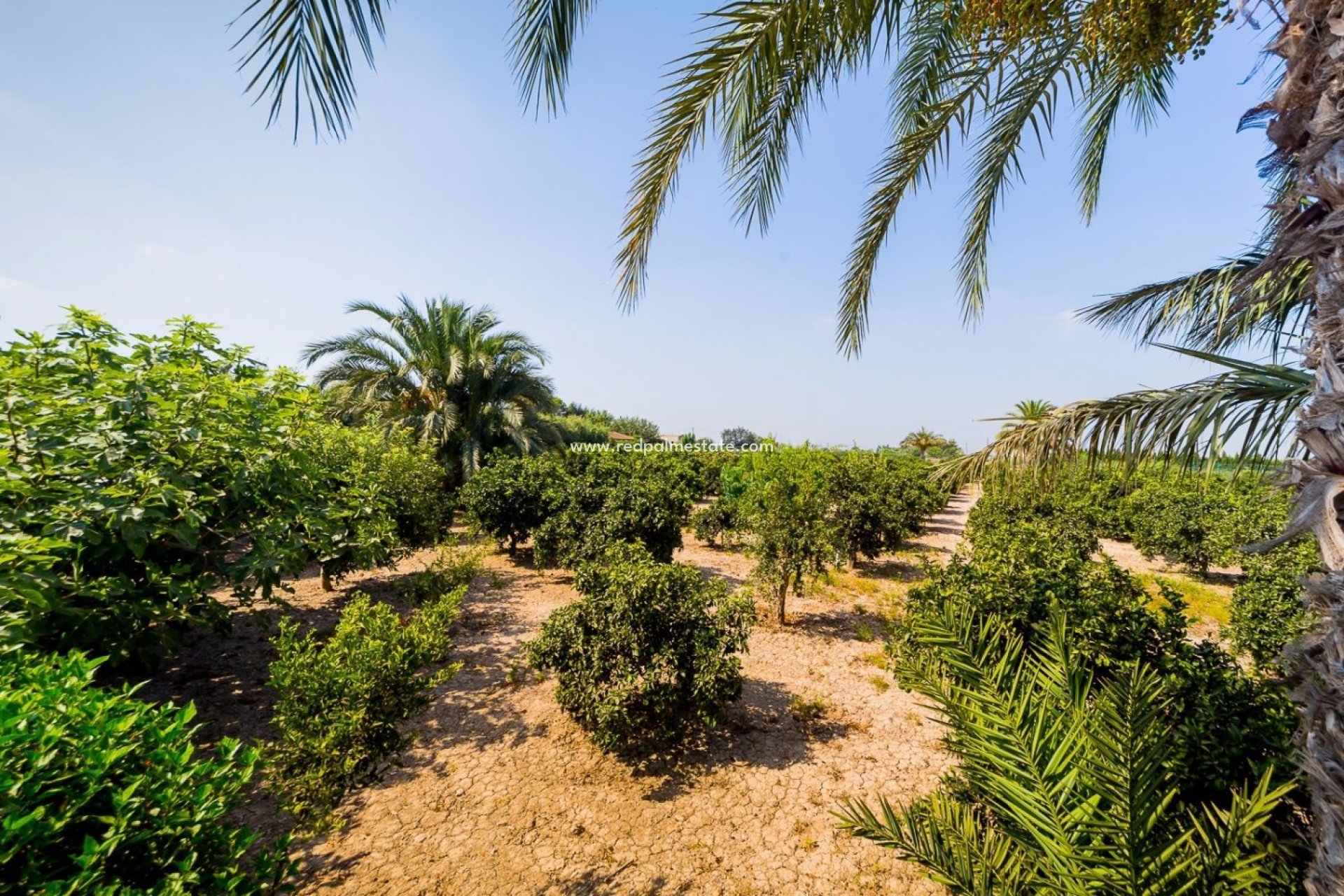 Resale - Finca / Country Property -
Almoradí - Camino De Catral