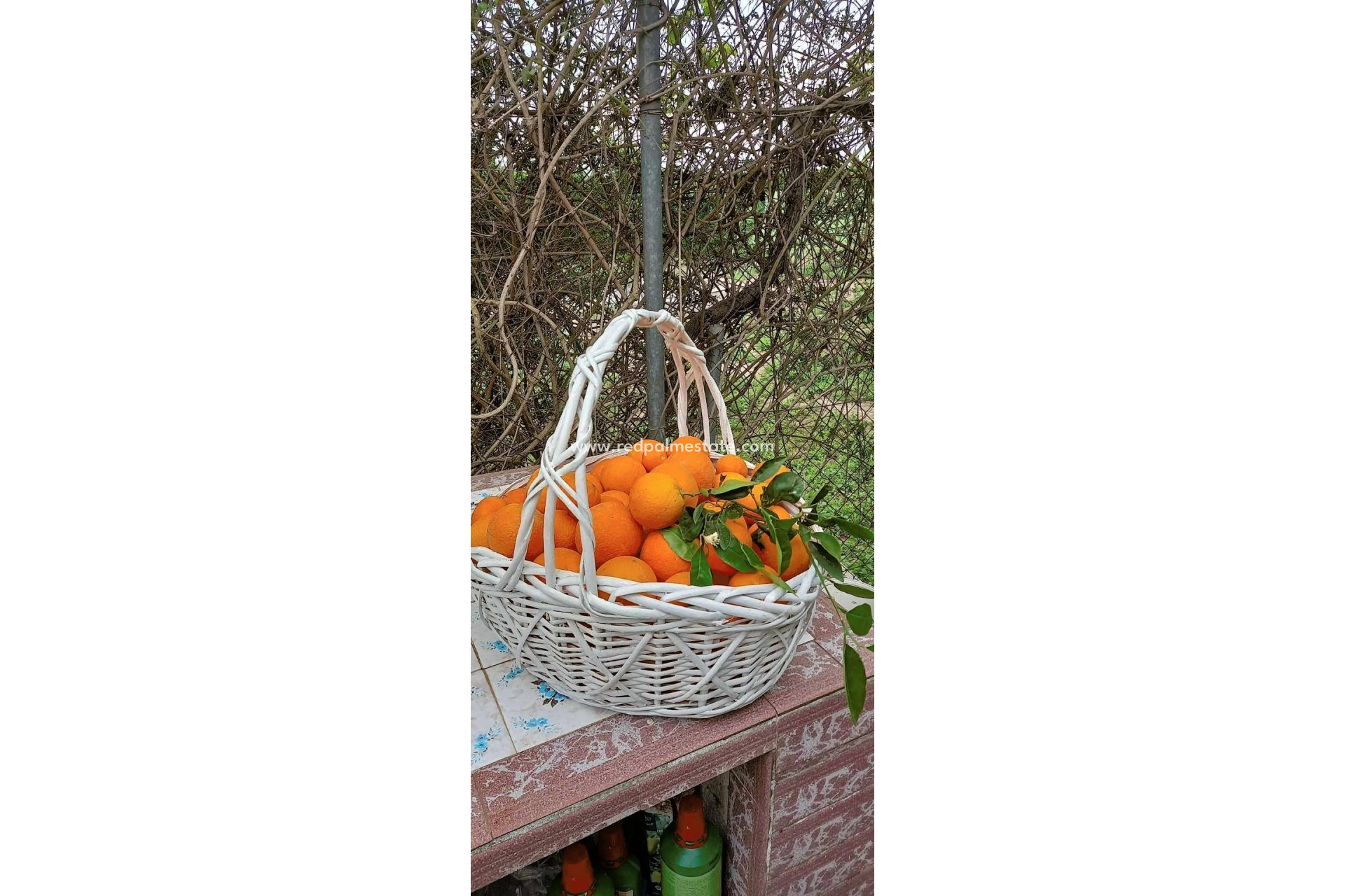 Resale - Finca / Country Property -
Dolores