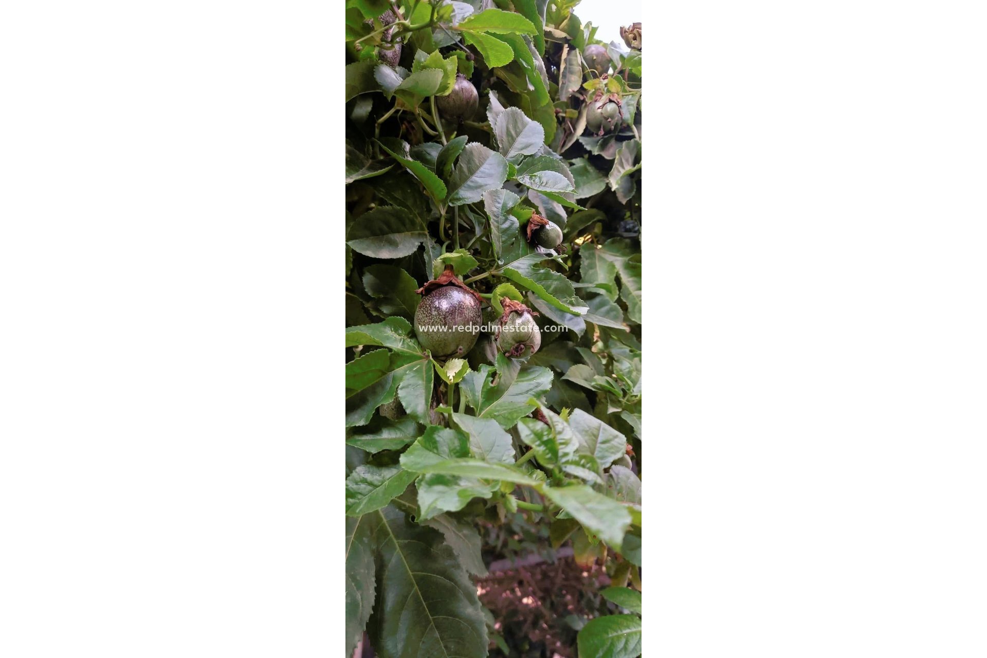 Resale - Finca / Country Property -
Dolores