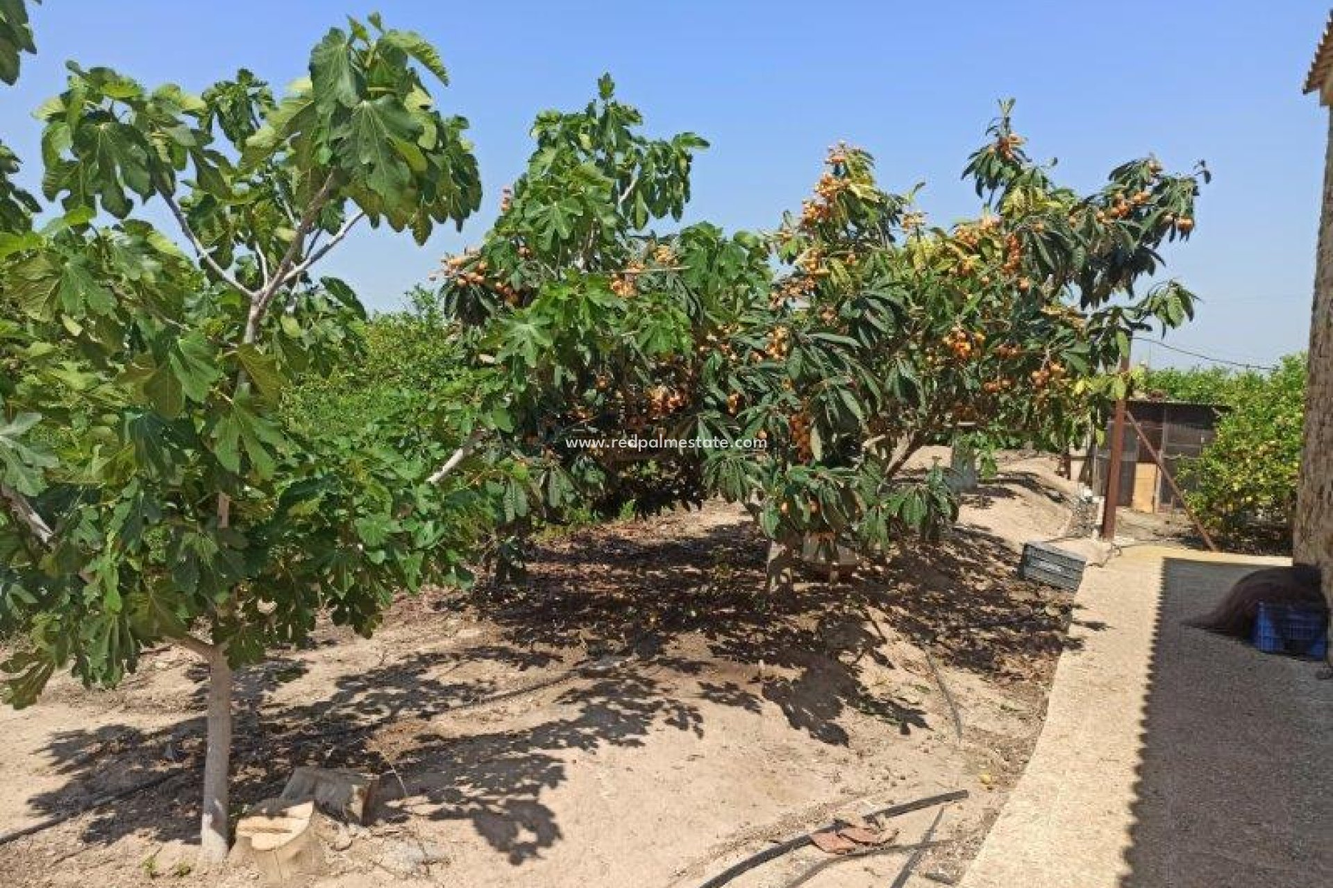 Resale - Finca / Country Property -
San Miguel de Salinas - San Miguel Salinas