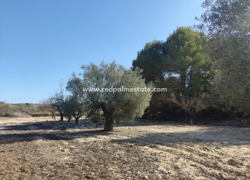 Resale - Finca / Country Property -
Torremendo