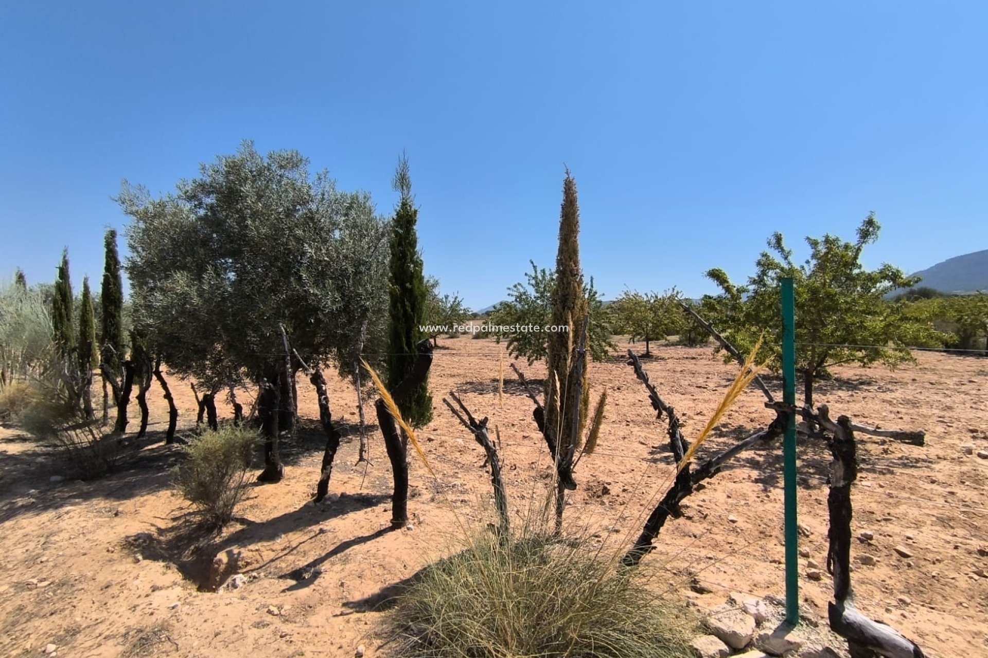 Resale - Finca / Country Property -
Villena - Inland