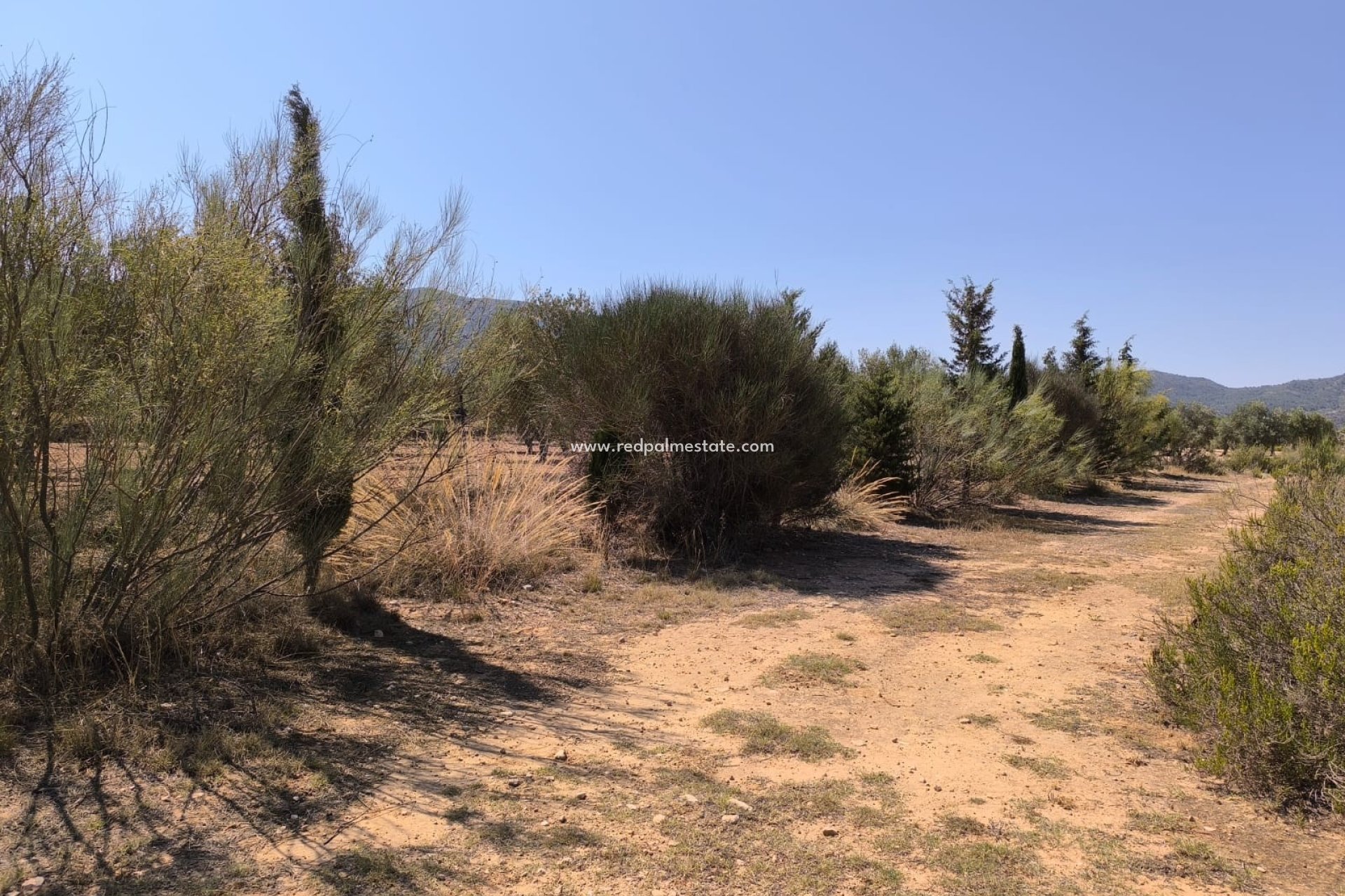 Resale - Finca / Country Property -
Villena - Inland
