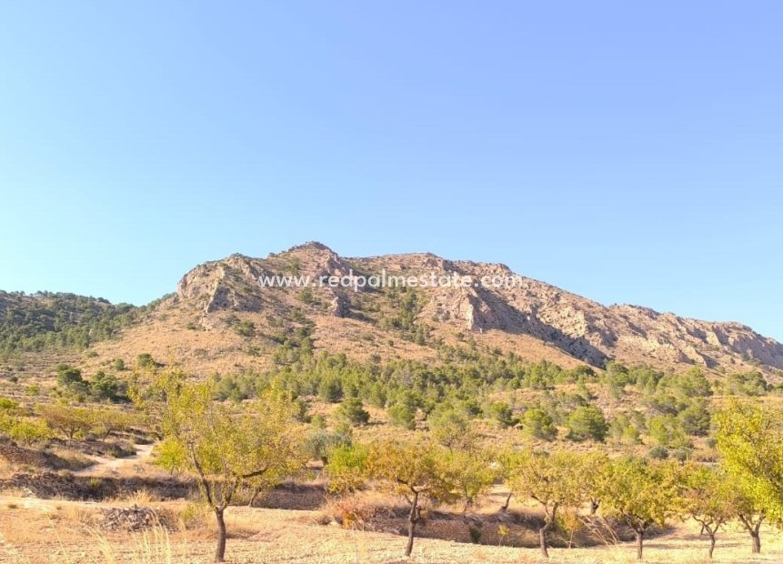 Resale - Plot -
Algueña - Inland