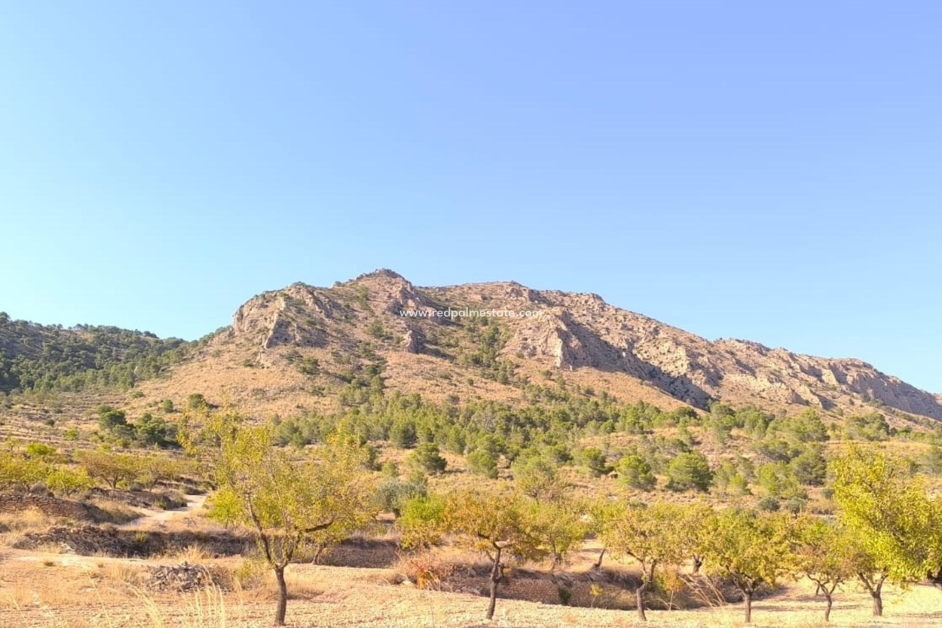 Resale - Plot -
Algueña - Inland