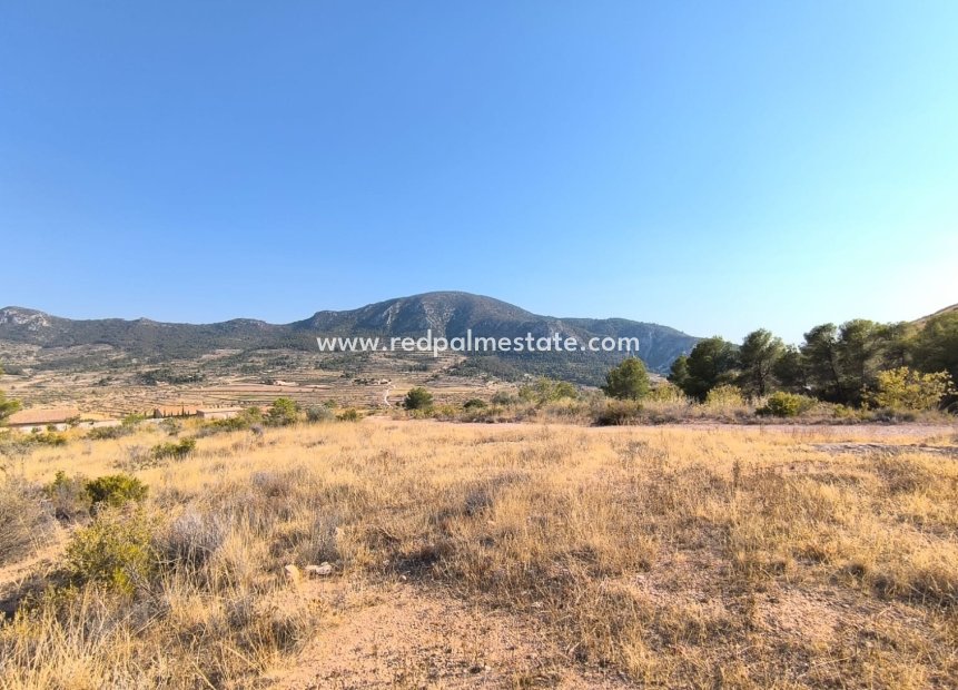 Resale - Plot -
Algueña - Inland