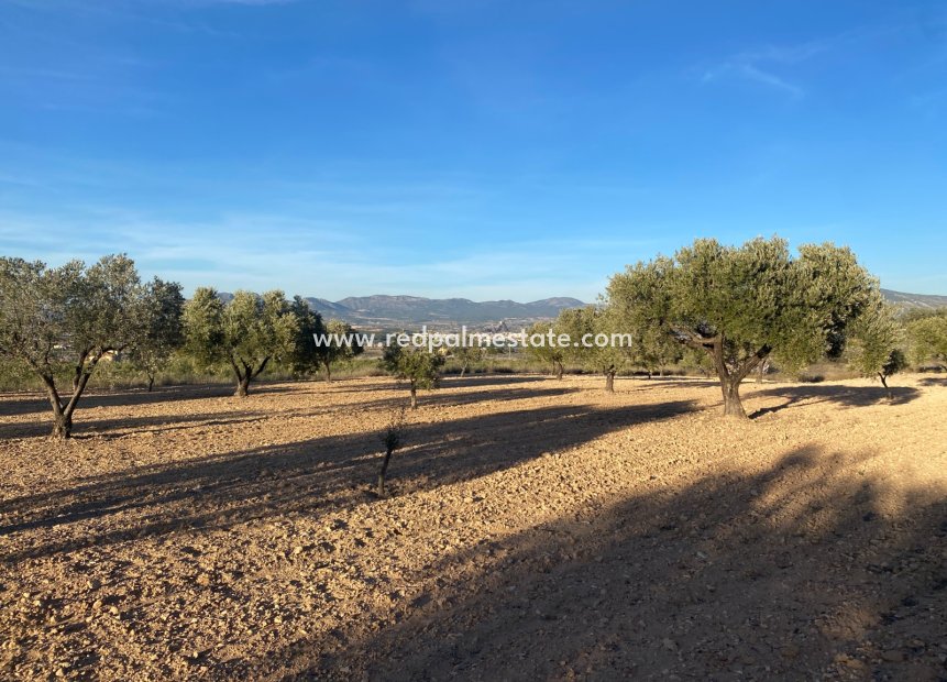 Resale - Plot -
Elda