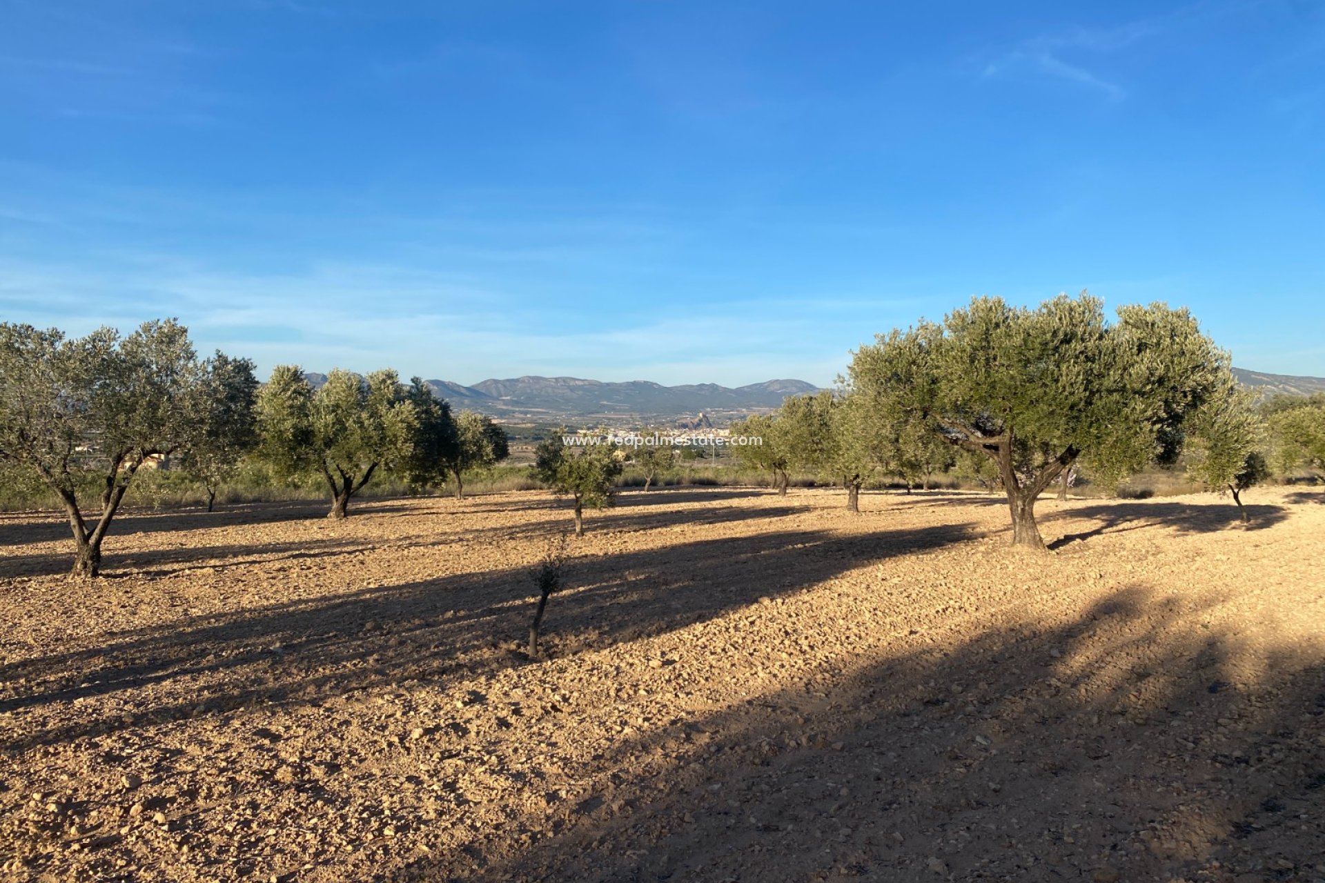 Resale - Plot -
Elda