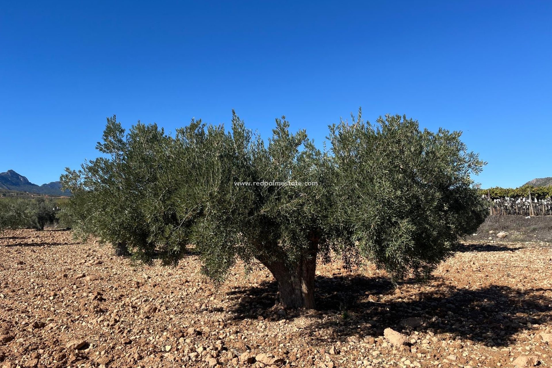 Resale - Plot -
La Romana - Inland