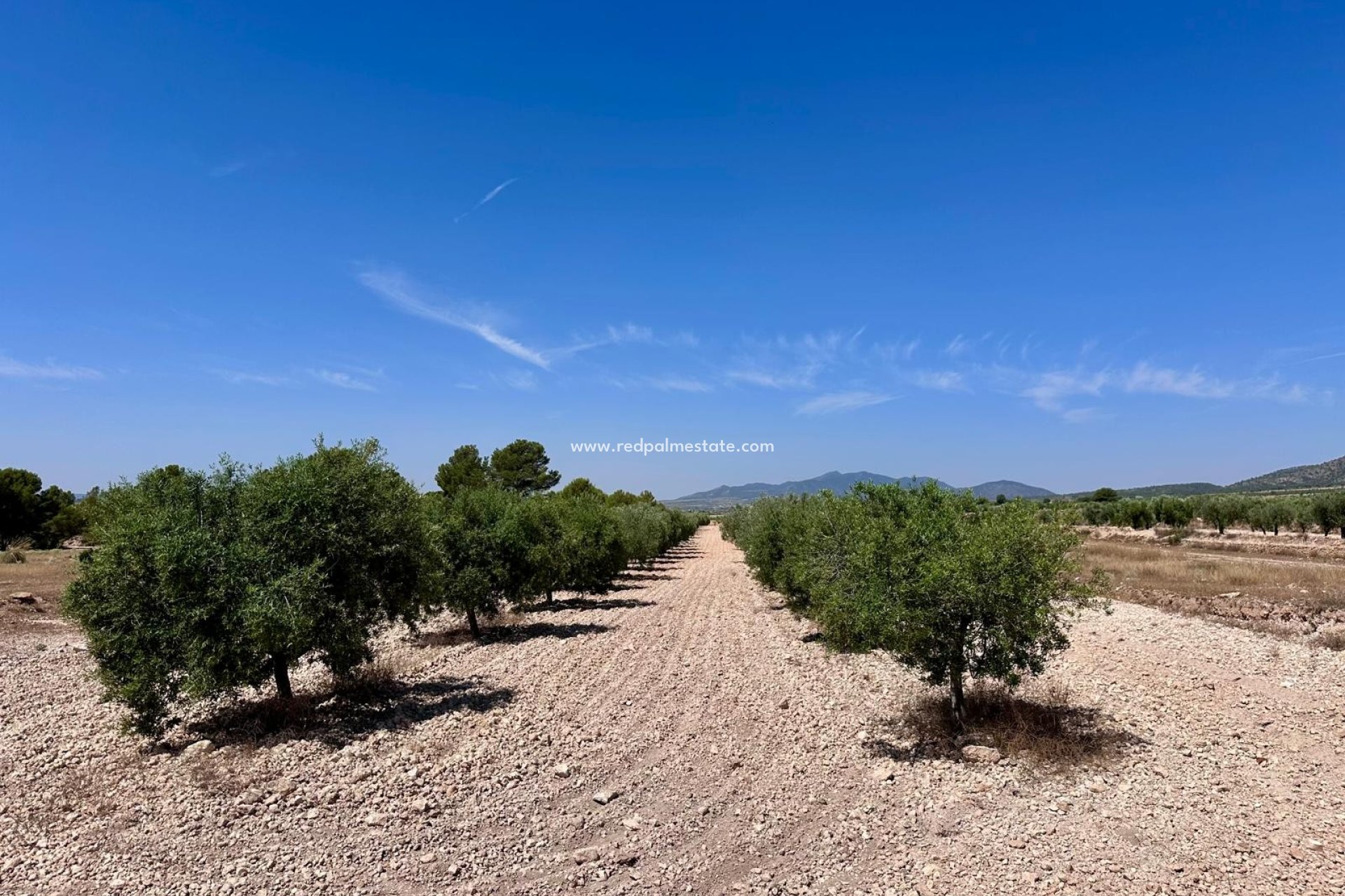 Resale - Plot -
Monóvar/Monóver - Inland
