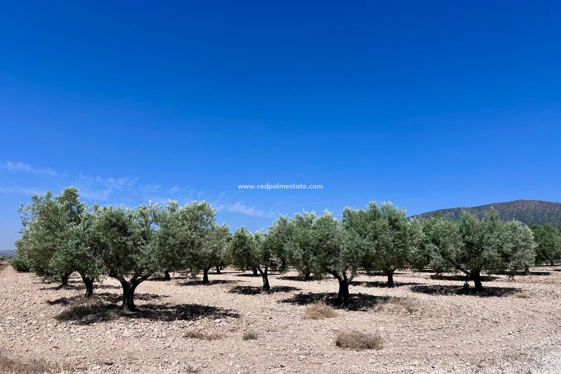 Resale - Plot -
Monóvar/Monóver - Inland