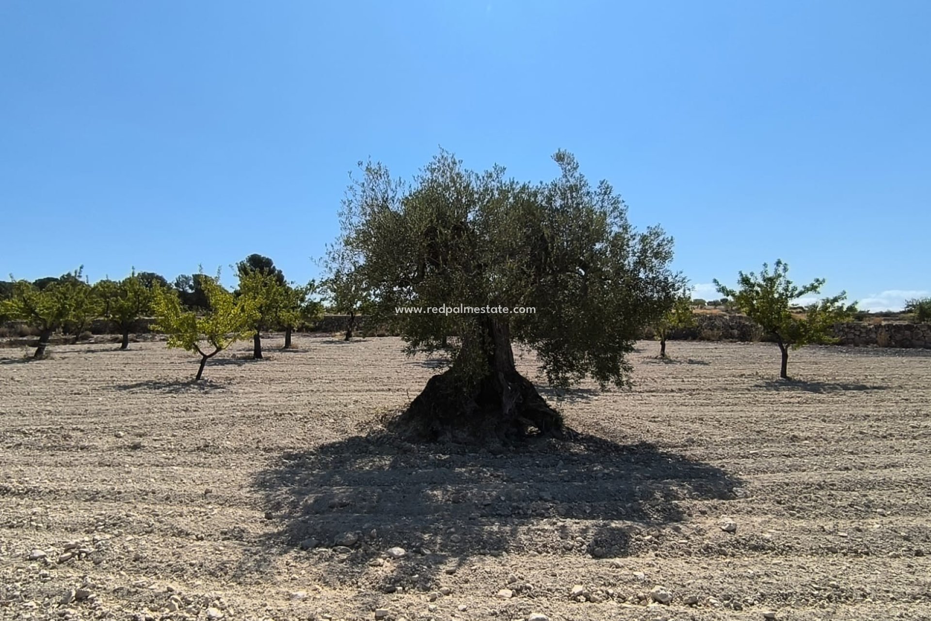Resale - Plot -
Monóvar/Monóver - Inland