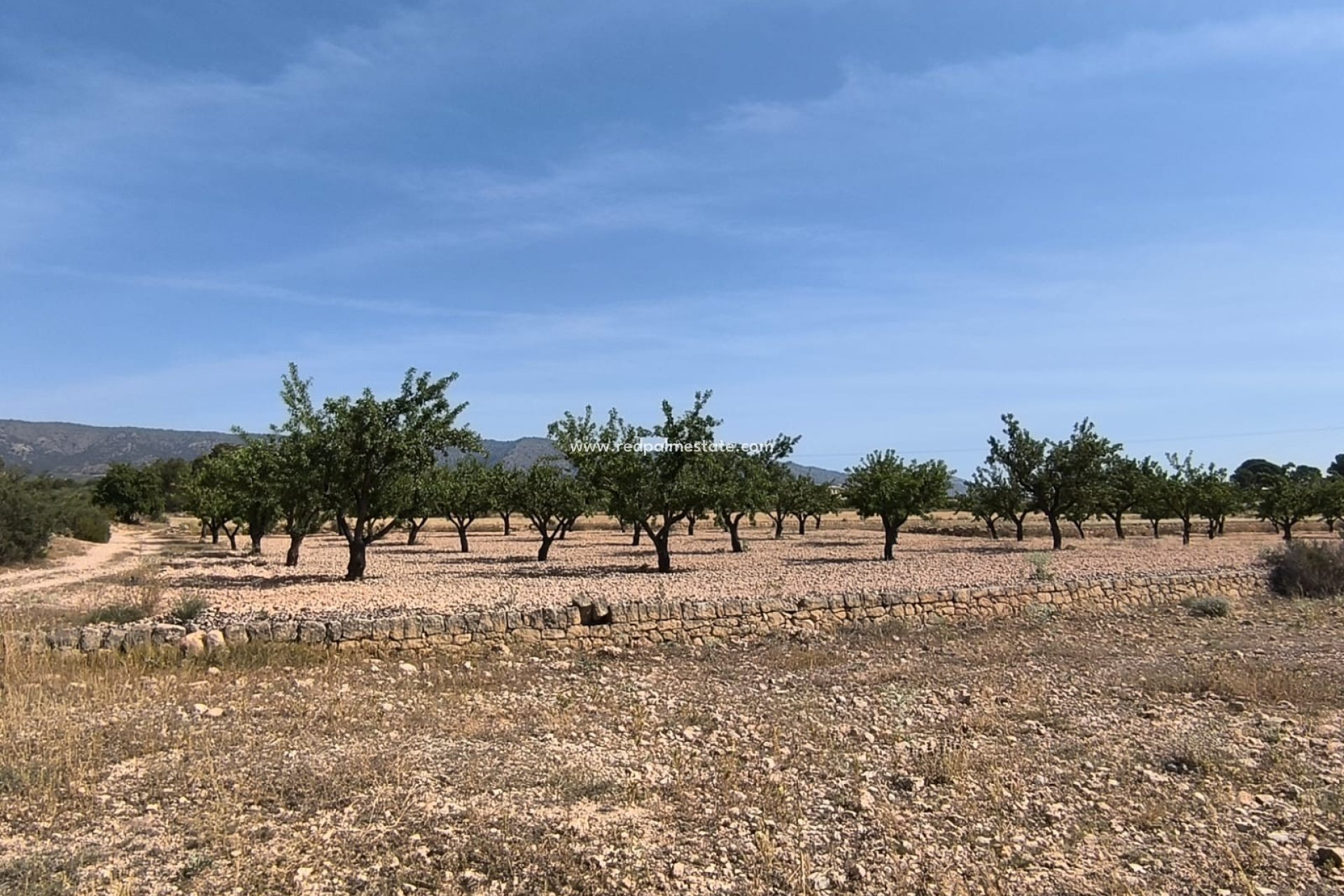 Resale - Plot -
Monóvar/Monóver - Inland