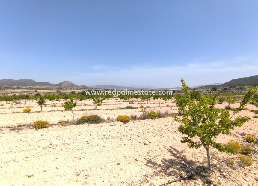 Resale - Plot -
Monóvar/Monóver - Inland