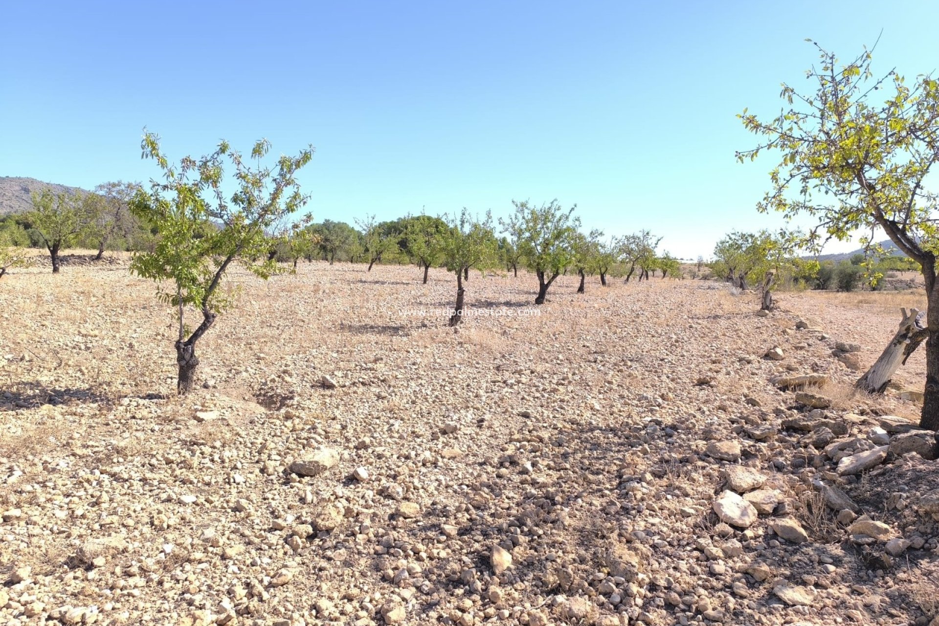 Resale - Plot -
Monóvar/Monóver - Inland