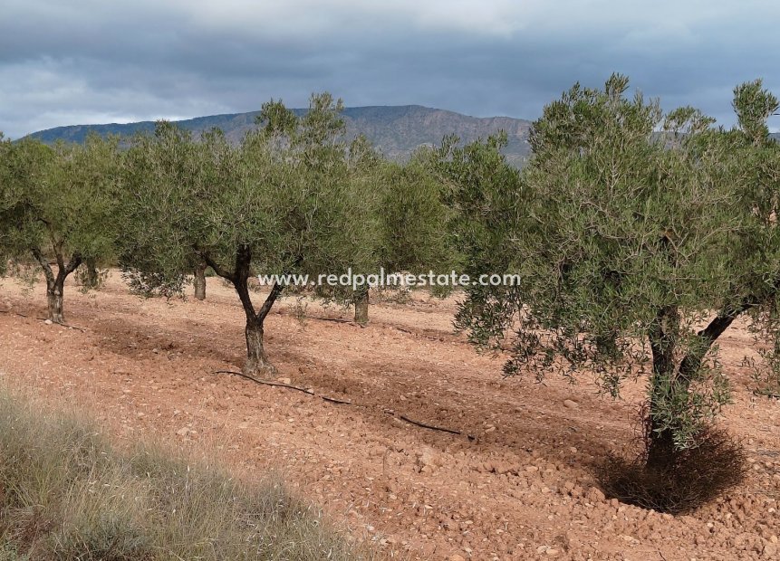 Resale - Plot -
Monóvar/Monóver - Inland