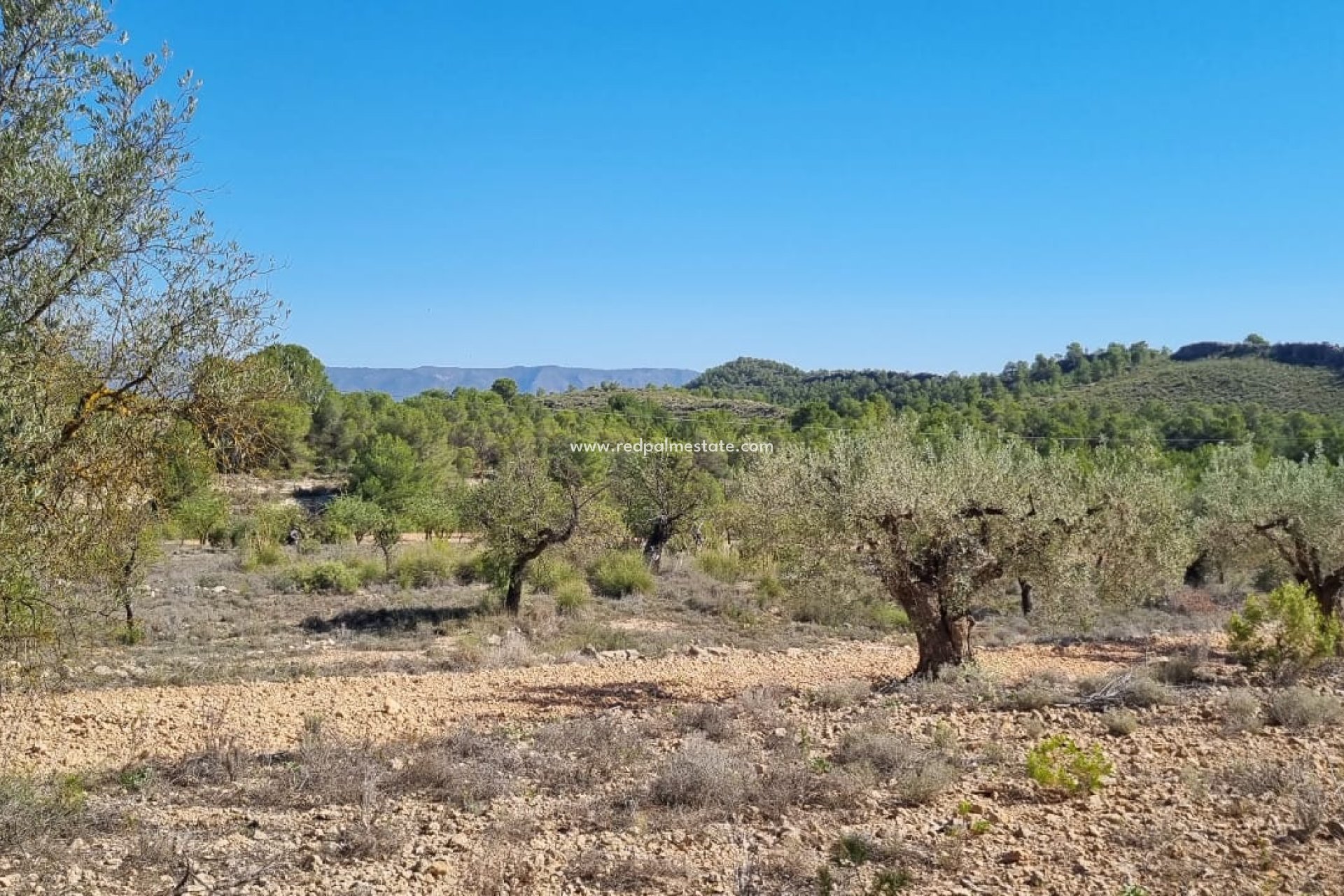 Resale - Plot -
Monóvar/Monóver - Inland