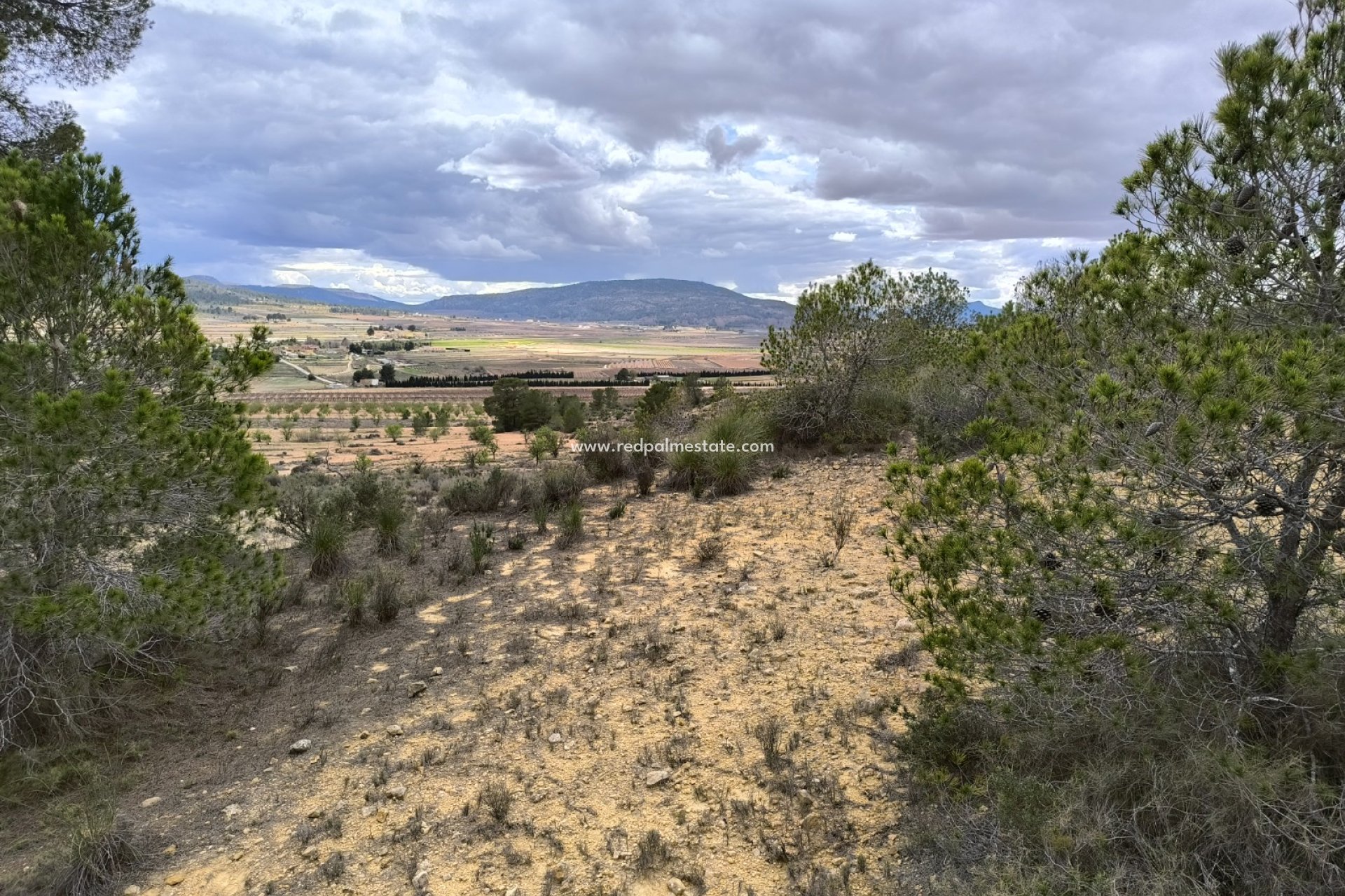 Resale - Plot -
Pinoso - Inland